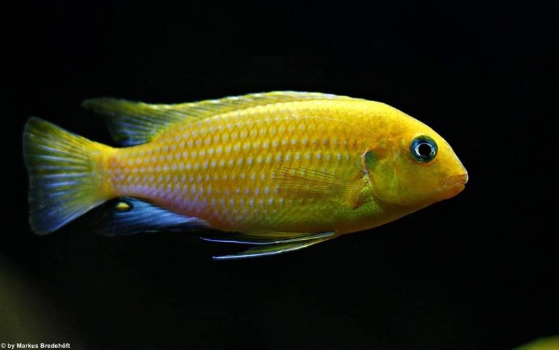 Tropheops macrophthalmus 'Lumbira'